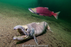 The Ghost Salmon by Wolfgang Zwicknagl 